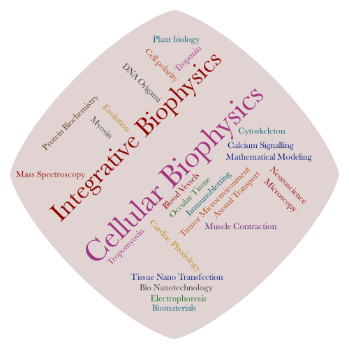 word cloud representing the Cellular and Integrative Biophysics division